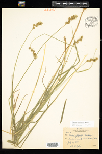 Carex projecta image