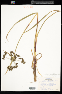 Scirpus microcarpus image