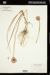 Allium schoenoprasum var. sibiricum image