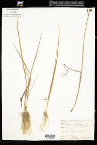 Allium schoenoprasum image