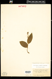 Maianthemum trifolium image