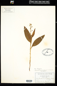 Maianthemum trifolium image