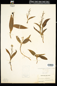 Maianthemum trifolium image