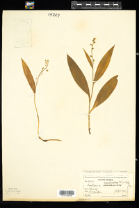 Maianthemum trifolium image