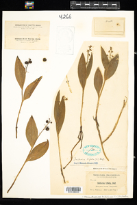 Maianthemum trifolium image