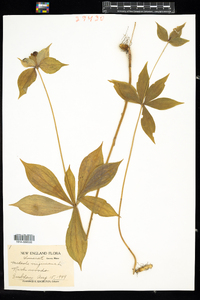 Medeola virginiana image