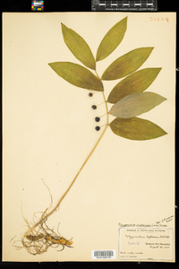 Polygonatum pubescens image