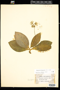 Clintonia borealis image