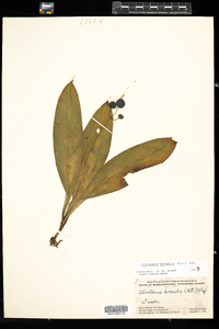 Clintonia borealis image