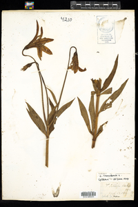 Lilium canadense image