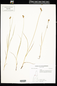 Carex scoparia image