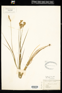 Carex scoparia image