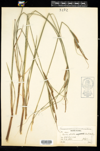 Carex stricta image