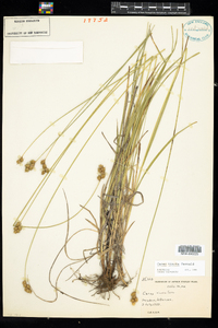 Carex tincta image