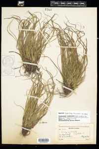 Carex tonsa var. rugosperma image