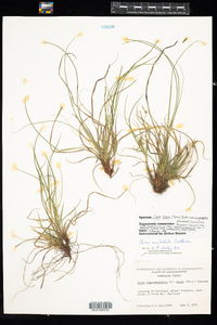 Carex tonsa var. rugosperma image