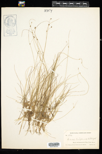 Carex billingsii image