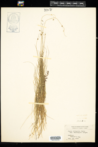 Carex billingsii image