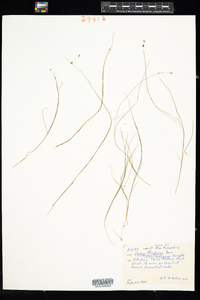 Carex billingsii image