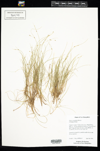 Carex billingsii image