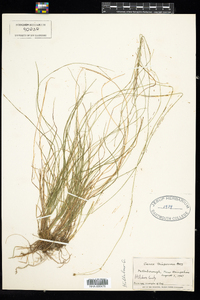 Carex billingsii image