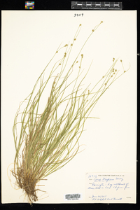 Carex trisperma image