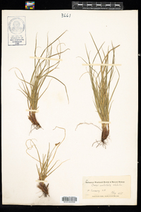 Carex umbellata image