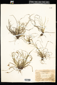 Carex umbellata image