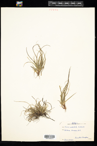 Carex umbellata image