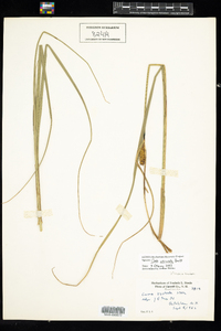 Carex utriculata image