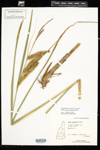 Carex utriculata image