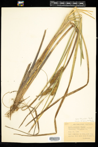 Carex utriculata image