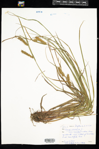 Carex vesicaria image