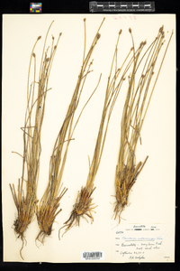 Eleocharis melanocarpa image