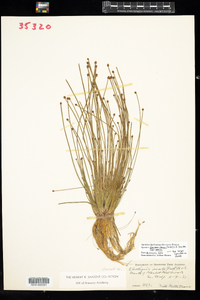 Eleocharis obtusa image