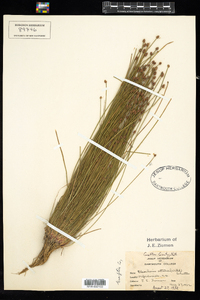 Eleocharis obtusa image