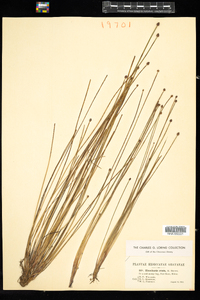 Eleocharis ovata image