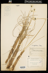 Eriophorum vaginatum image