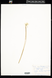 Eriophorum vaginatum image