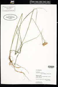 Eriophorum virginicum image