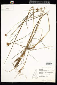 Eriophorum virginicum image