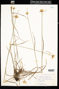 Eriophorum virginicum image