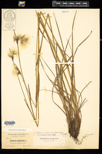 Eriophorum viridicarinatum image