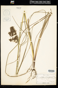 Scirpus atrocinctus image