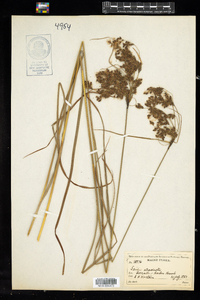 Scirpus atrocinctus image