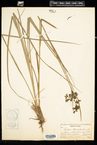 Scirpus atrocinctus image