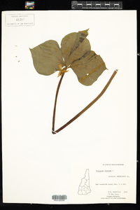 Trillium cernuum image