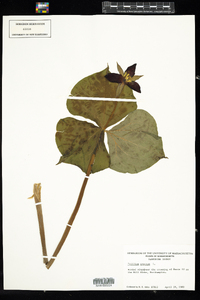 Trillium erectum image