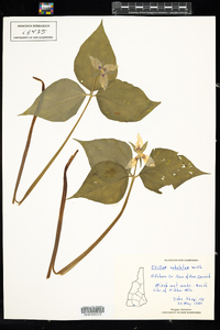 Trillium undulatum image