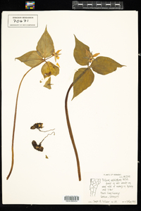 Trillium undulatum image